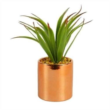 Candlelight Aloe Vera Plant in Pot – Rose Gold pot